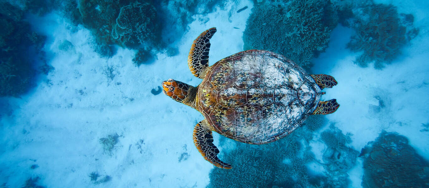 Voyage responsable Australie Cote Est