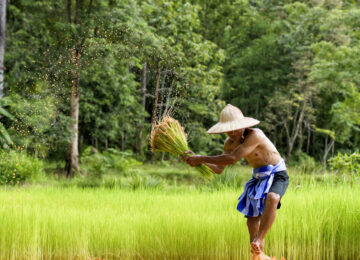 Le Vietnam version éco-responsable
