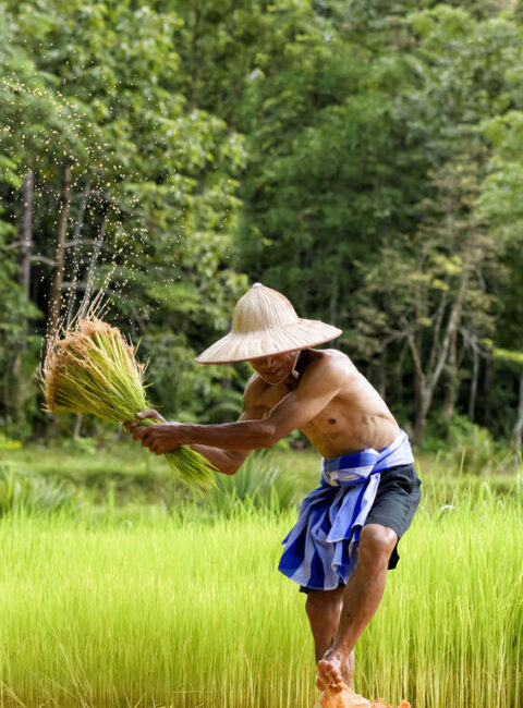 Le Vietnam version éco-responsable