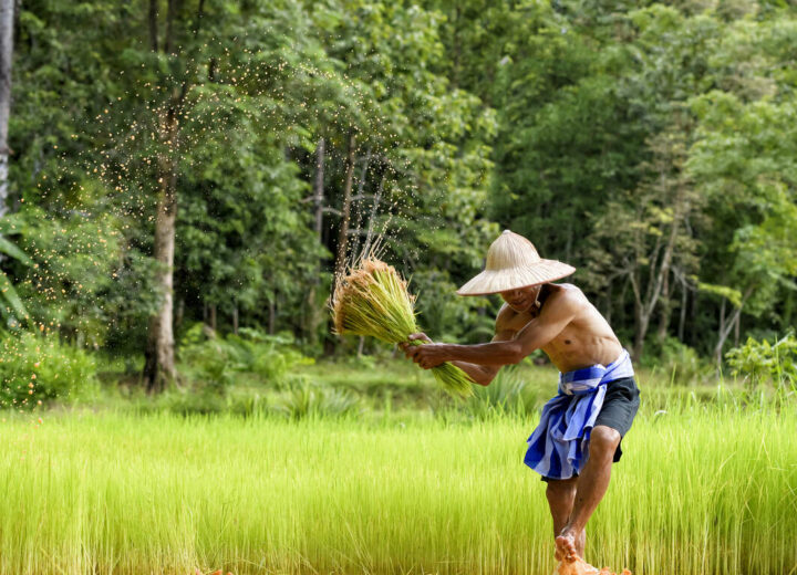 Le Vietnam version éco-responsable