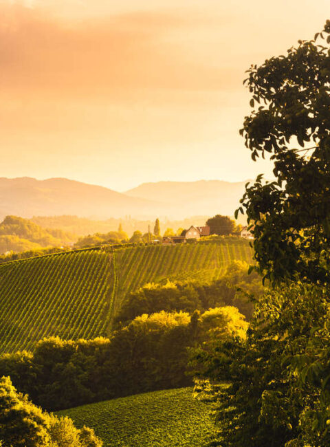 Sur la route des vins australiens