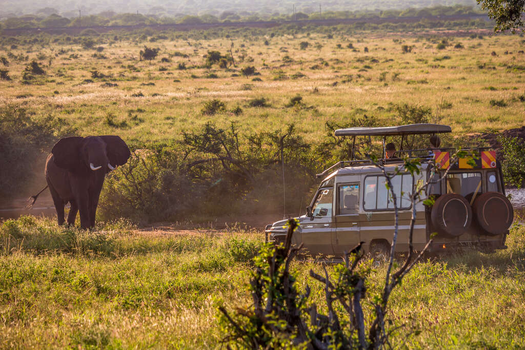 safari Kenya ou Tanzanie