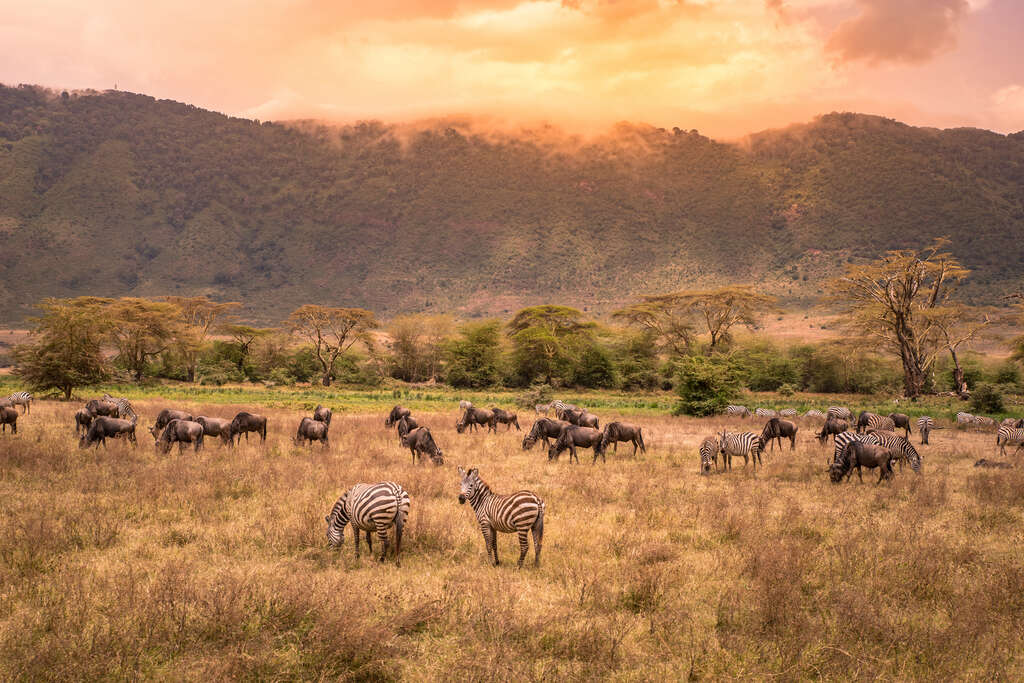 Quand partir en Tanzanie ?