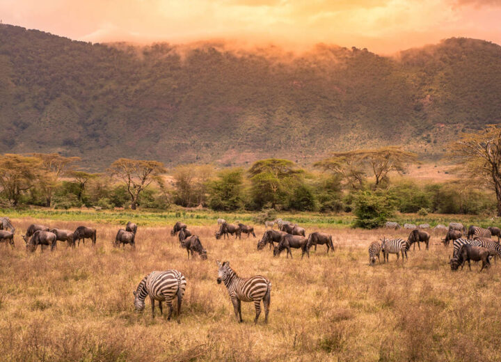 Safari au Kenya ou en Tanzanie ?