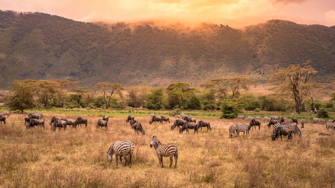 Safari au Kenya ou en Tanzanie ?