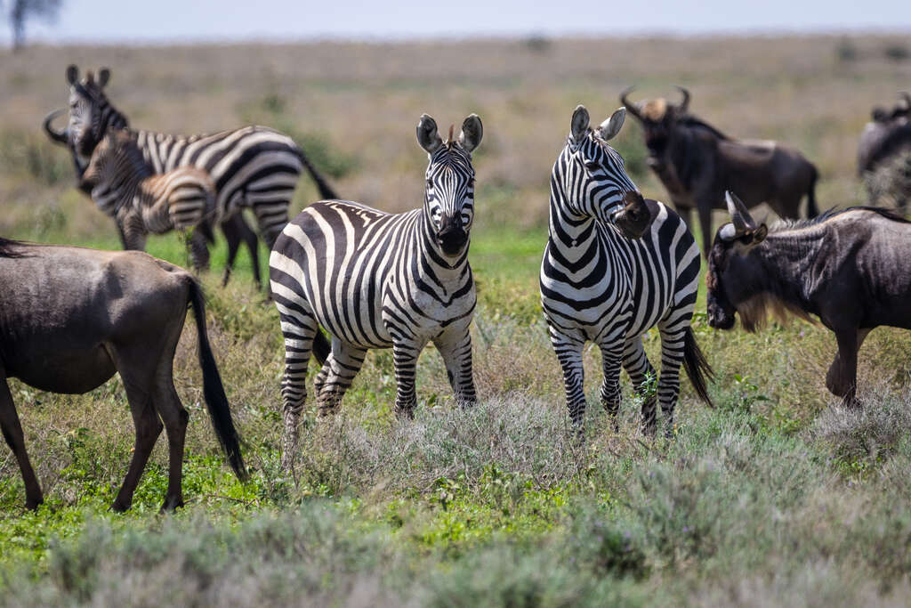 safari Kenya ou Tanzanie