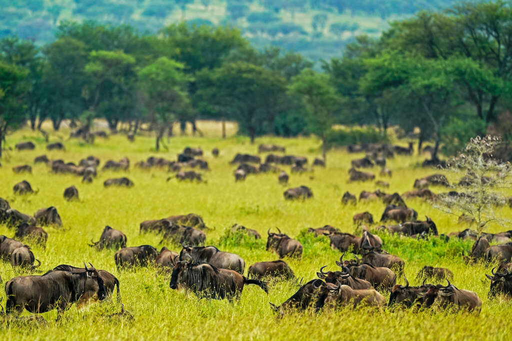 safari Kenya ou Tanzanie