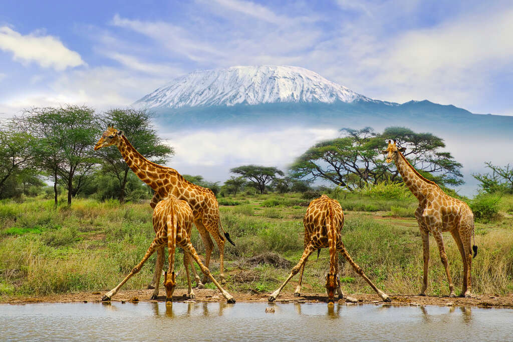 safari Kenya ou Tanzanie
