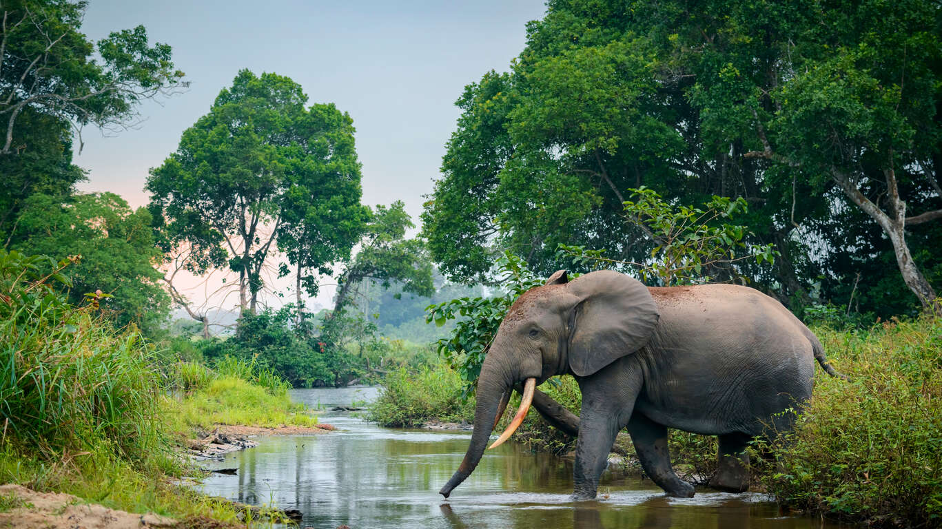 Croisière safari aux confins du bassin du Congo