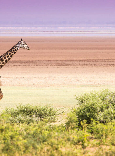 voyages safari tanzanie