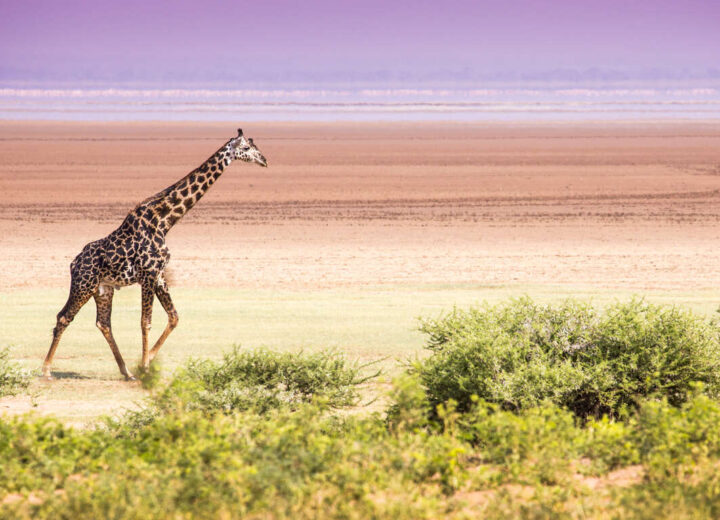 Faire un safari en Tanzanie : Ce qu’il faut savoir