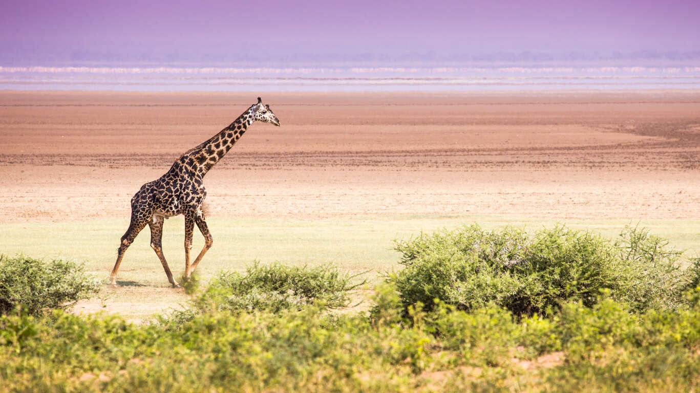 Faire un safari en Tanzanie : Ce qu’il faut savoir