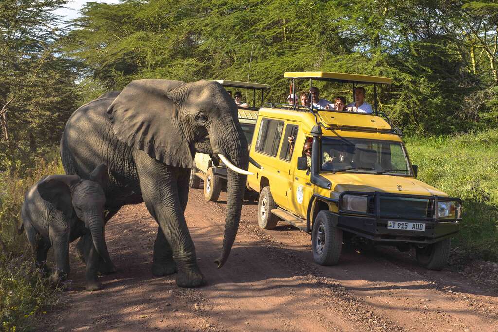 faire un safari en Tanzanie