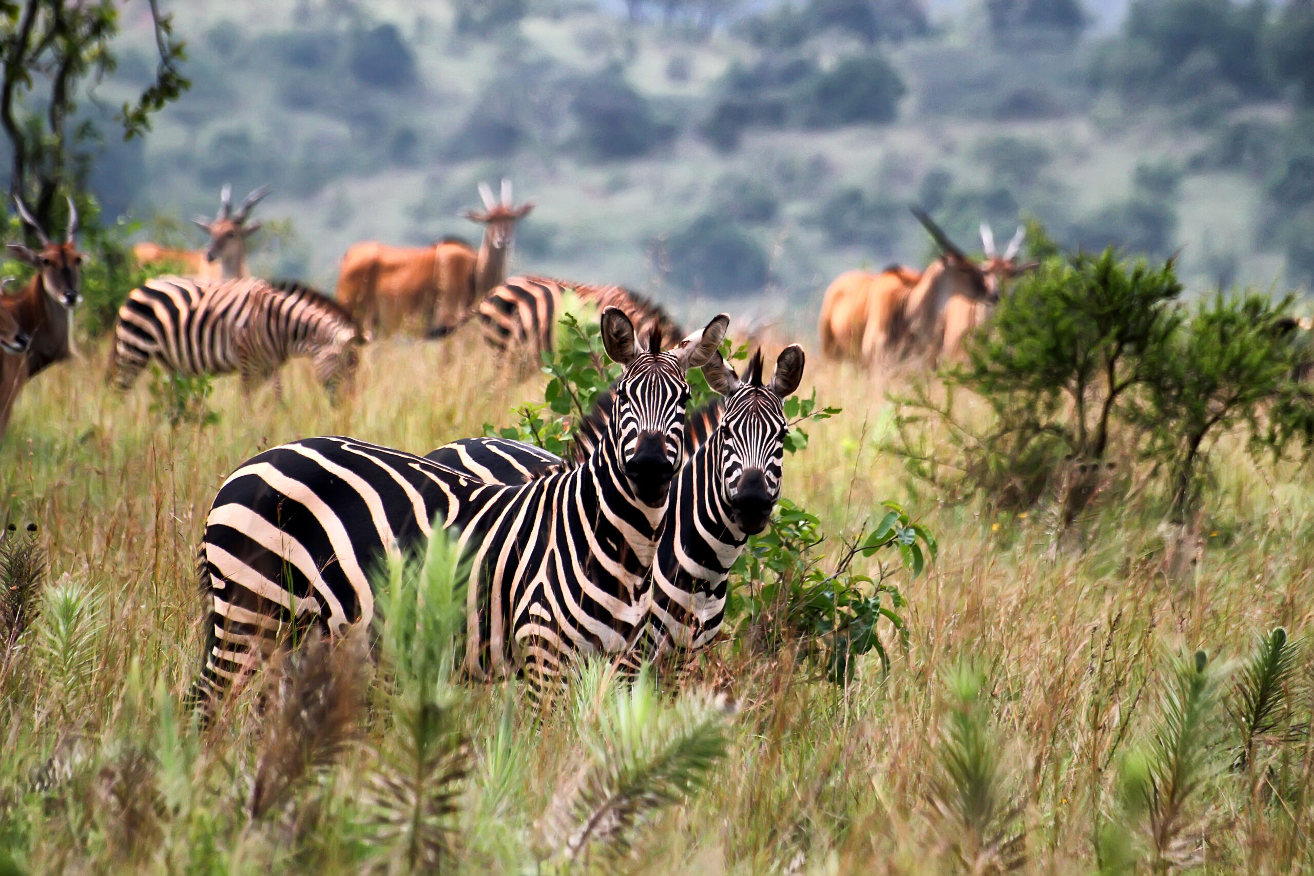 Le grand tour du Rwanda