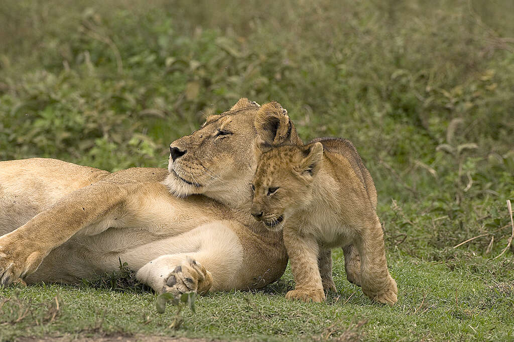 La Tanzanie pendant la saison verte