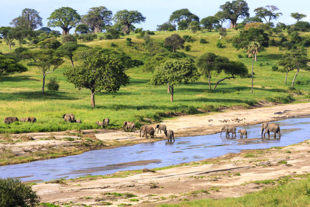 La Tanzanie pendant la saison verte