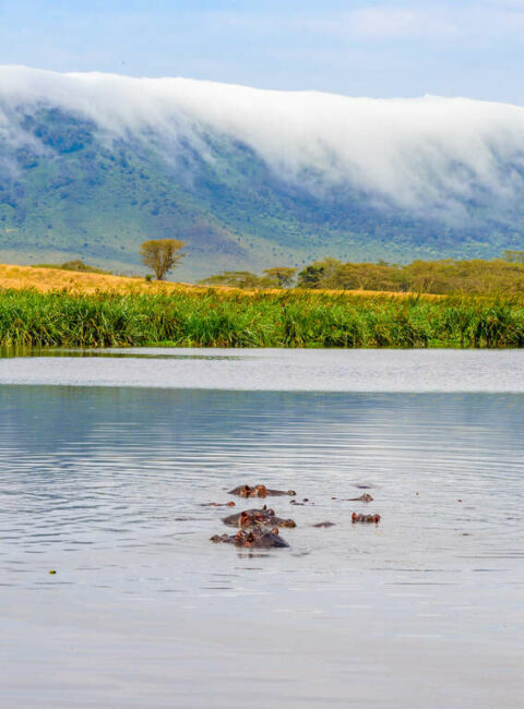 voyages safari tanzanie