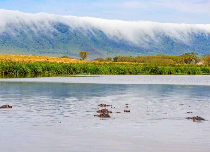 La Tanzanie pendant la saison verte