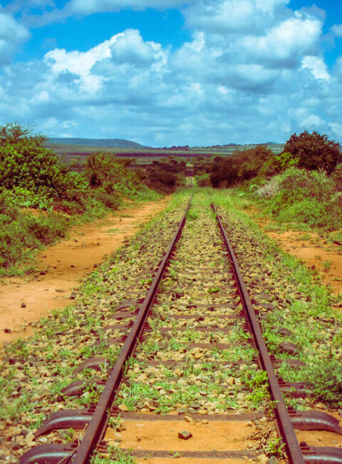 Safari responsable en train au Kenya