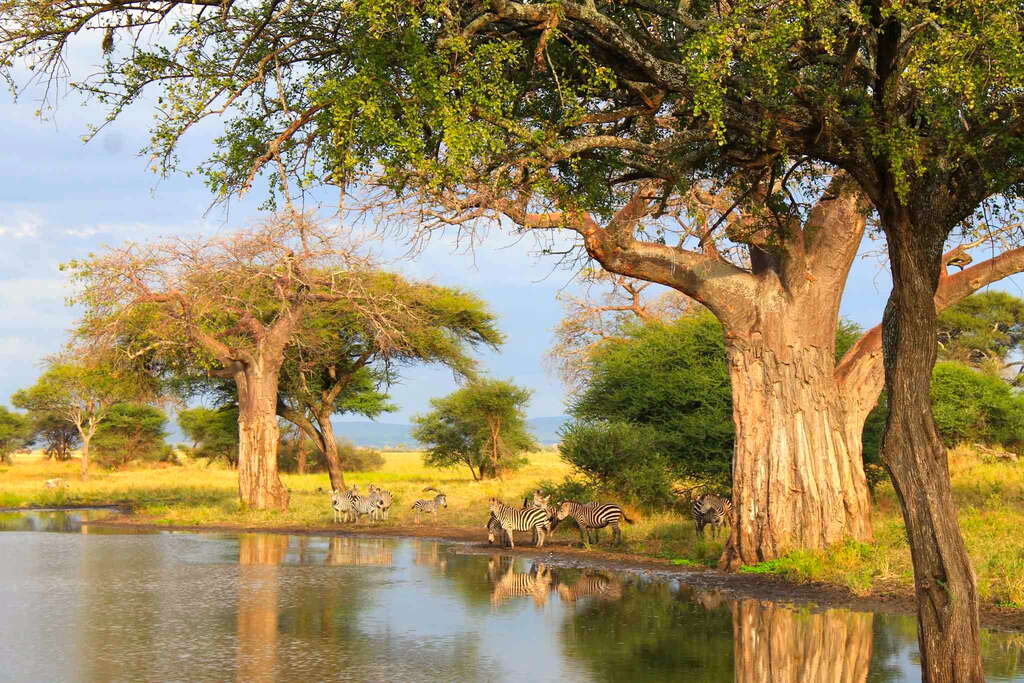 La Tanzanie pendant la saison verte