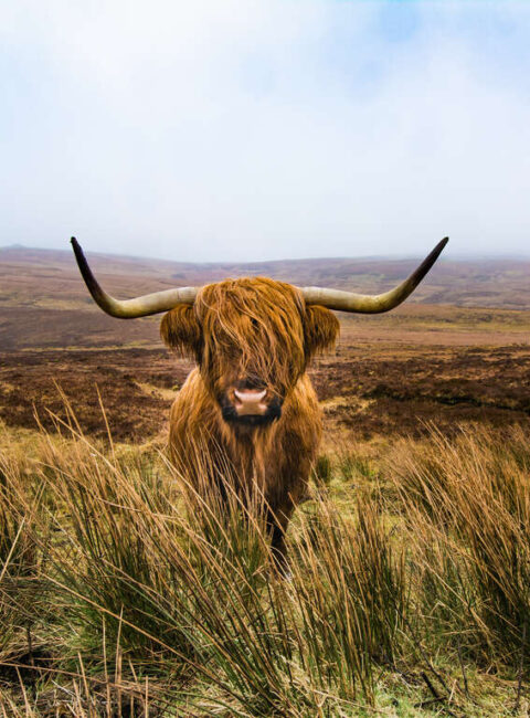 Les merveilles de l'Ecosse en petit groupe