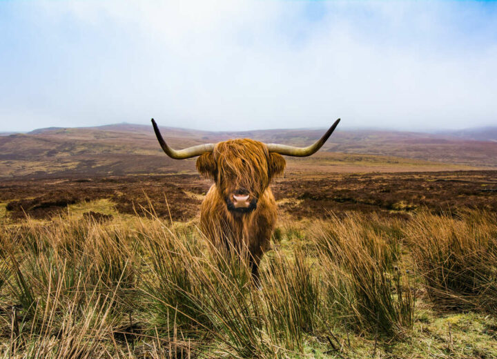 Les merveilles de l’Ecosse en petit groupe