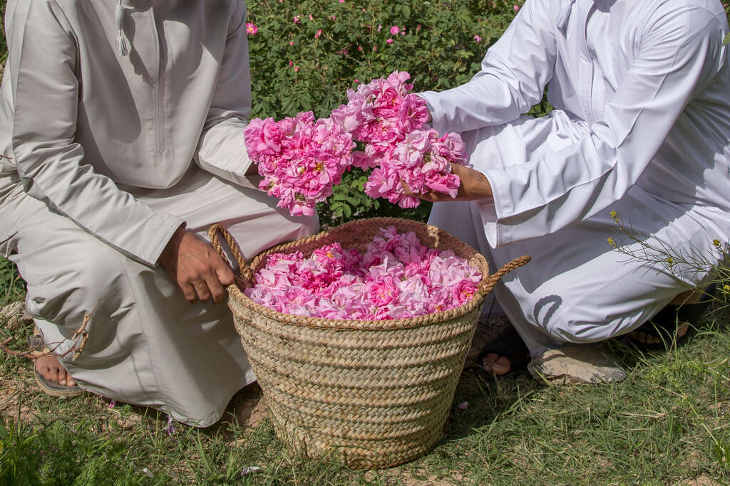 Oman : Voyage au cœur du pays des parfums
