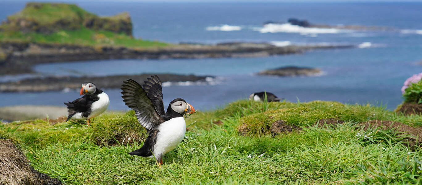 De l’Ecosse à l’Islande