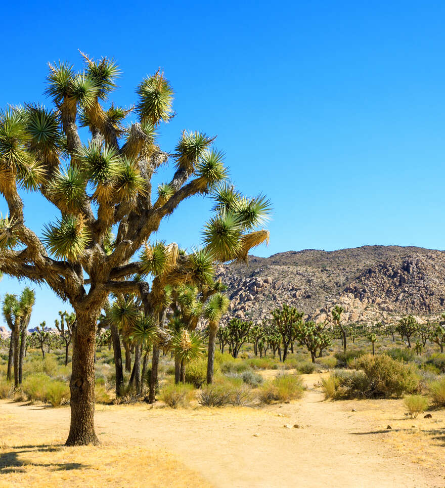 Les incontournables de Joshua Tree