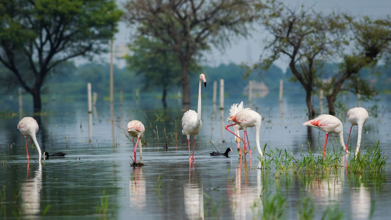 Voyage à Bharatpur