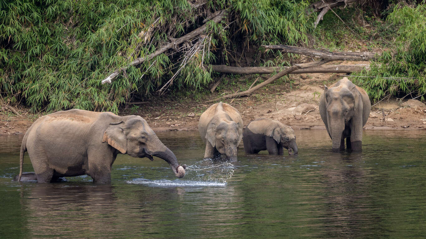 Voyage à Periyar