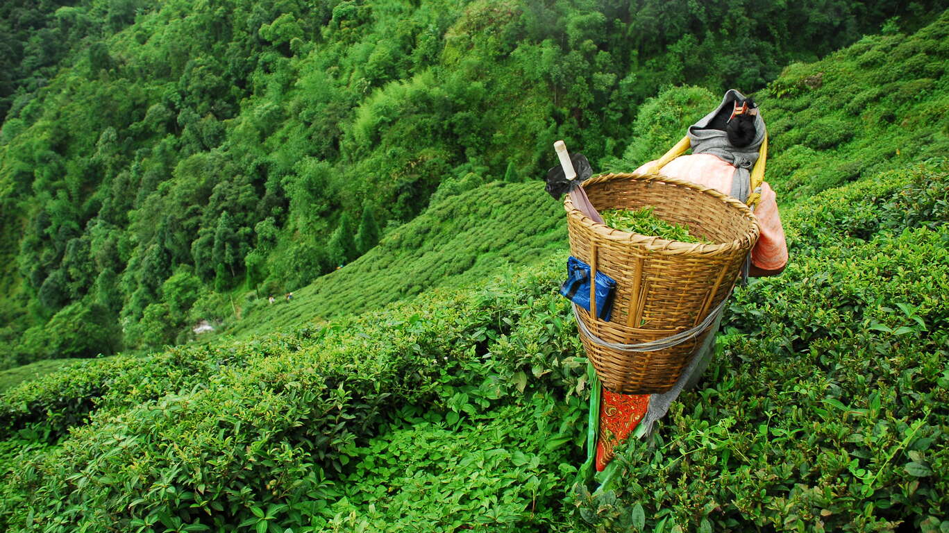 Voyage à Darjeeling 