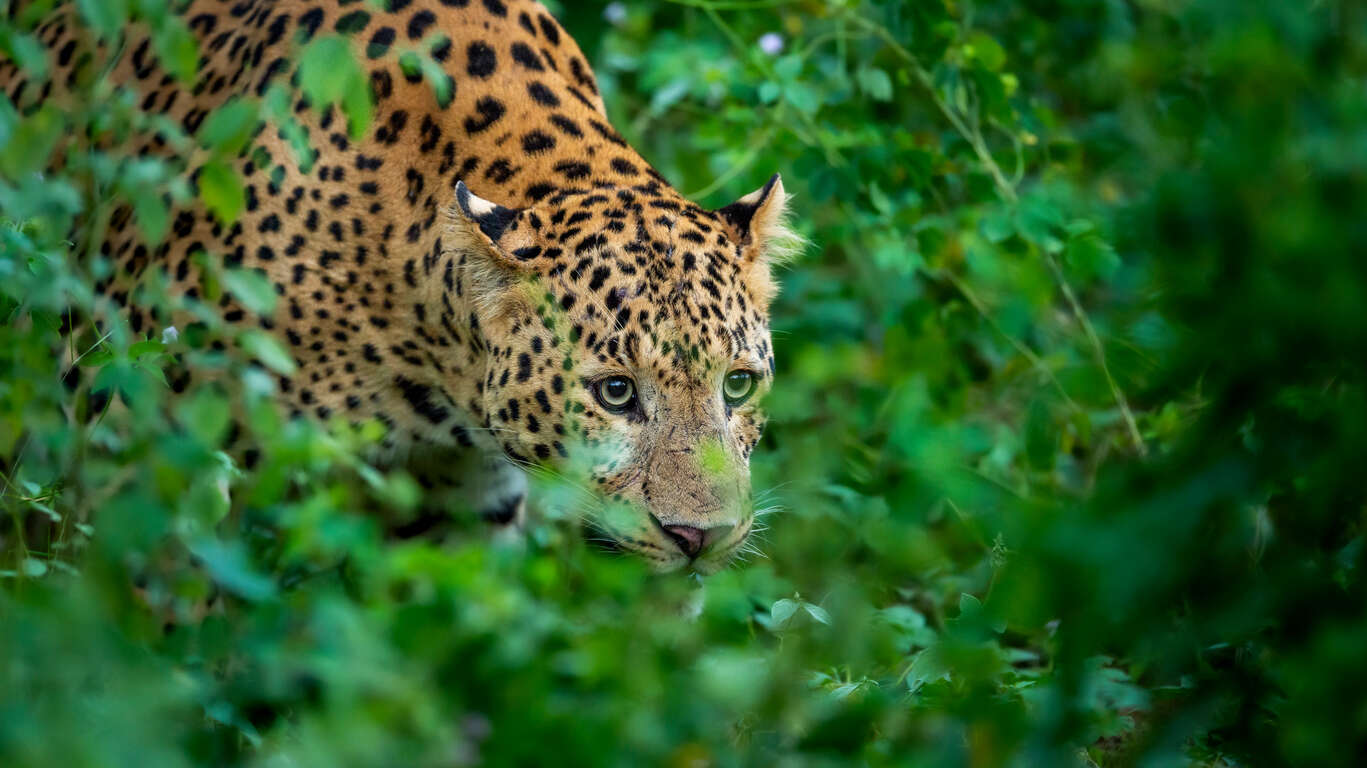 Safari et observation des animaux en Inde