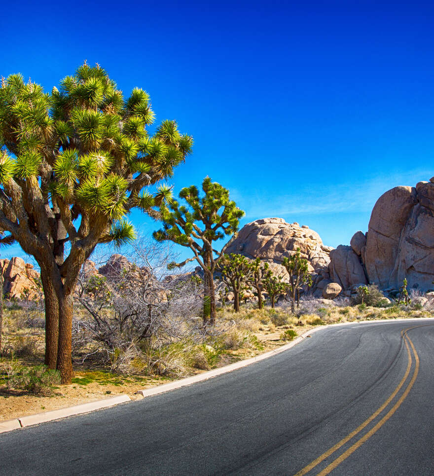 Préparer sa visite à Joshua Tree