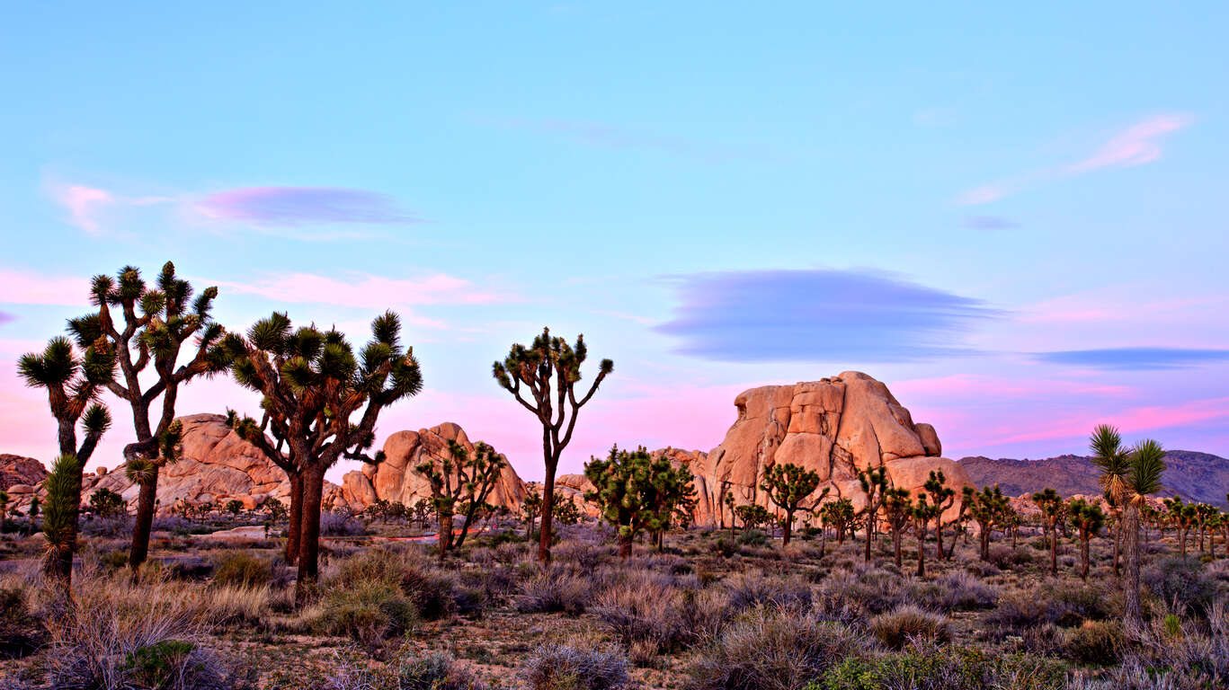 Voyage à Joshua Tree