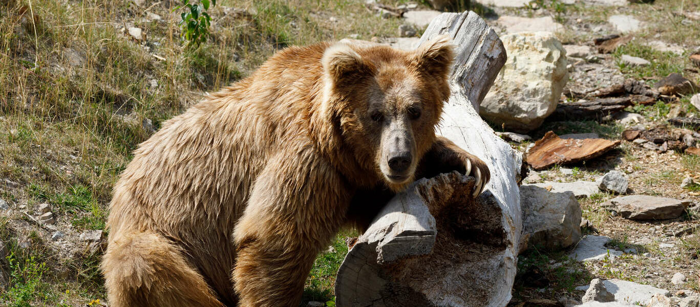 Ours brun et nature sauvage