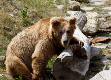 Ours brun et nature sauvage