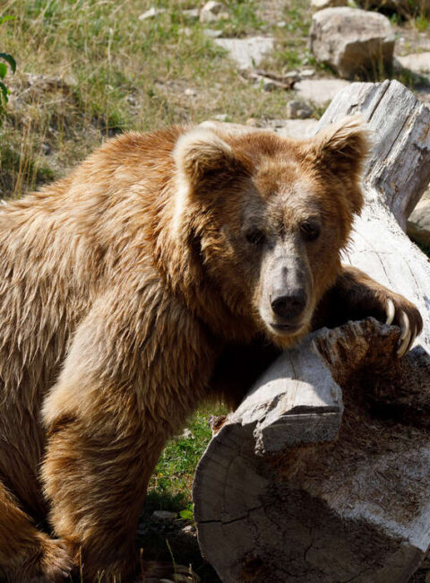 Ours brun et nature sauvage