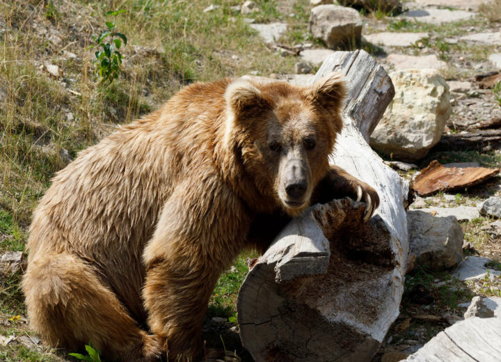 Ours brun et nature sauvage