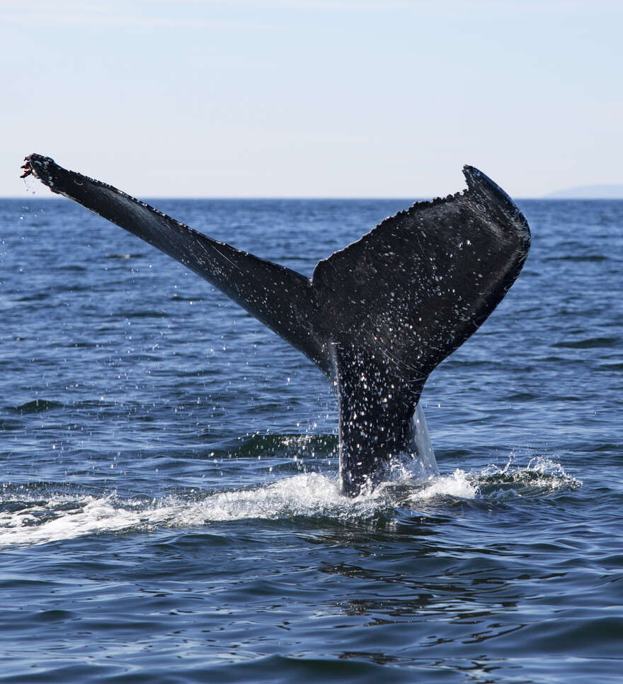 Pourquoi faire une croisière aux baleines à Tadoussac ?