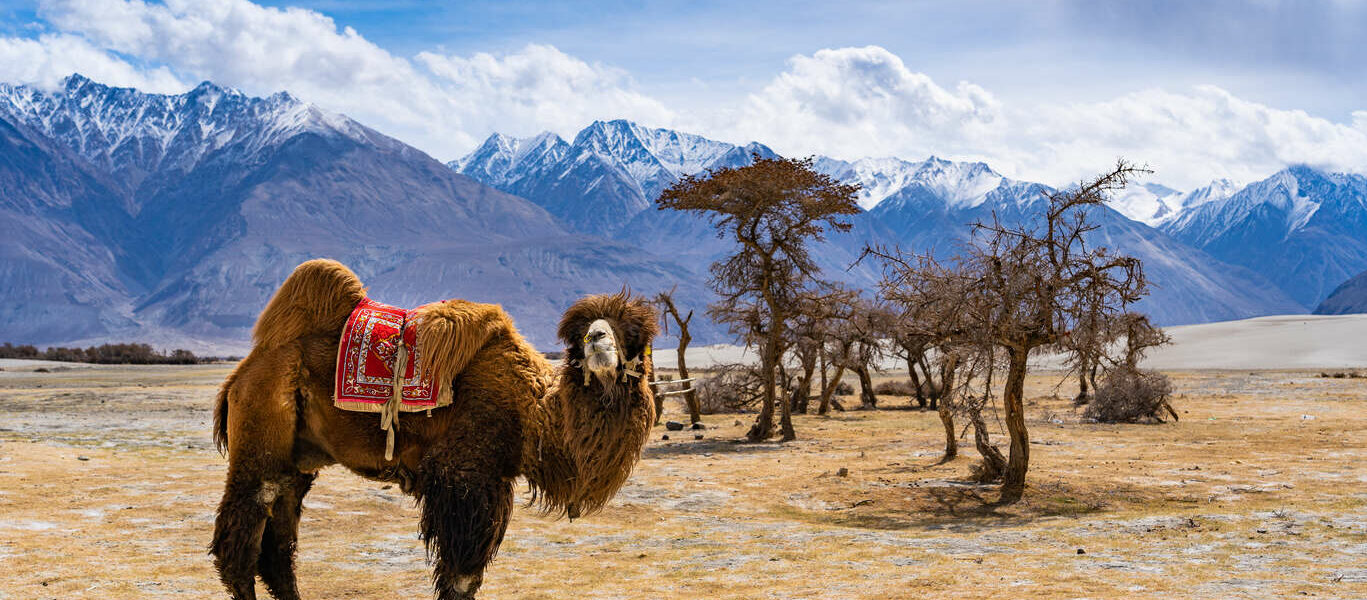 Le Petit Tibet version Glamping chic