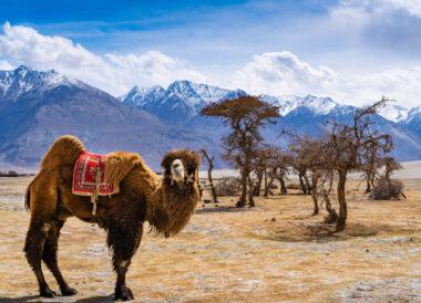 Le Petit Tibet version Glamping chic
