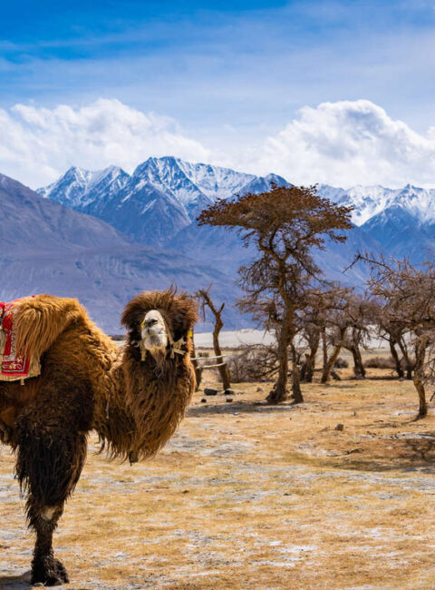 Le Petit Tibet version Glamping chic
