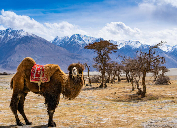 Le Petit Tibet version Glamping chic