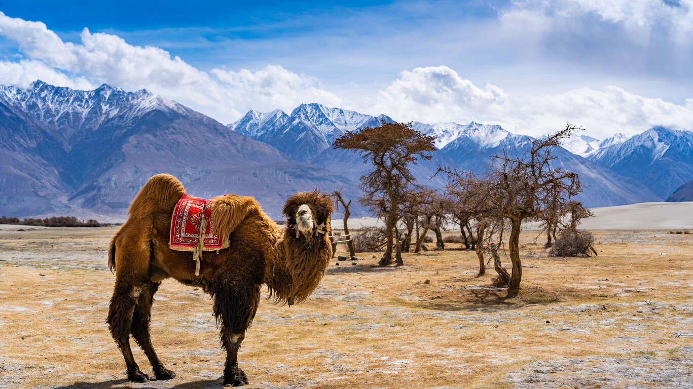 Le Petit Tibet version Glamping chic 