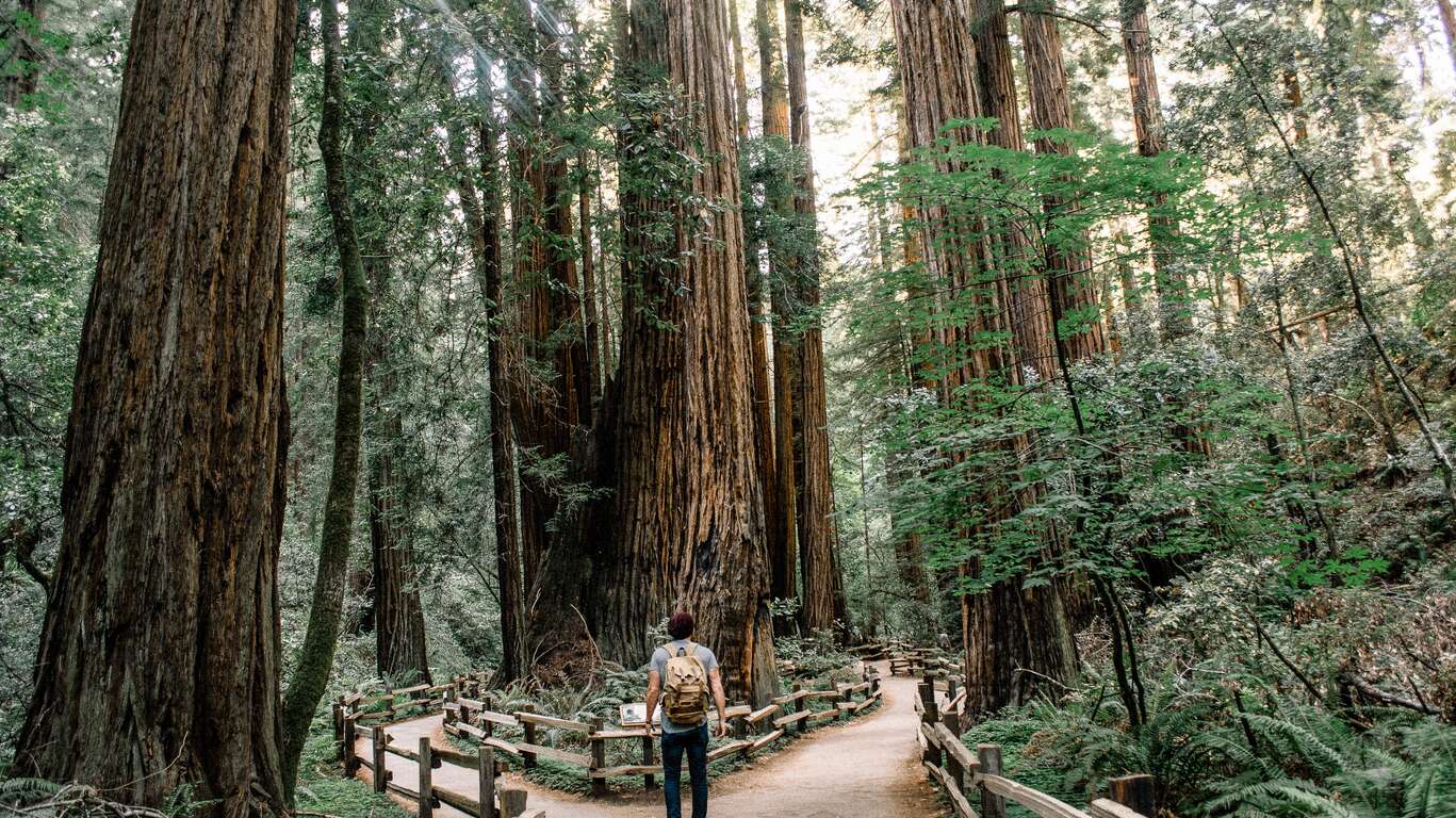 Voyage à Redwood National Park