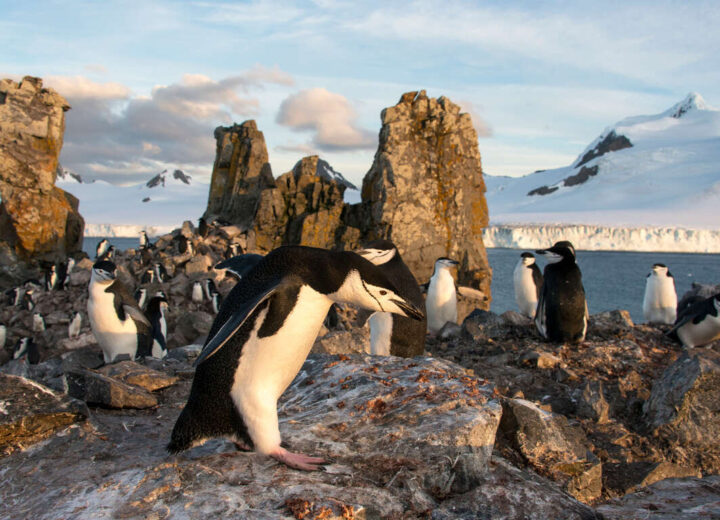 L’Antarctique entre voyageurs Cercle des Voyages