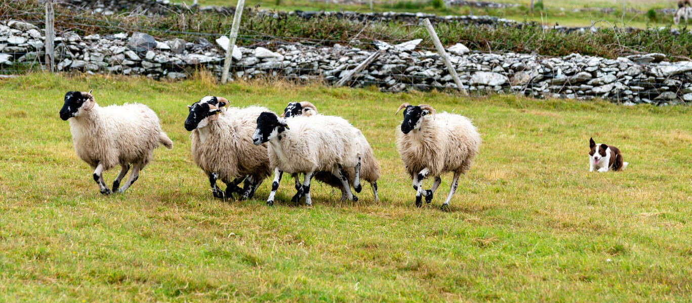 Le grand tour de l’Irlande