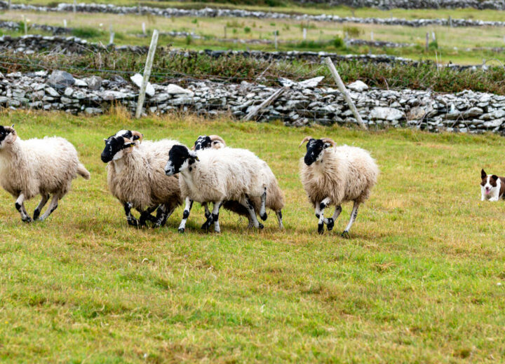 Le grand tour de l’Irlande
