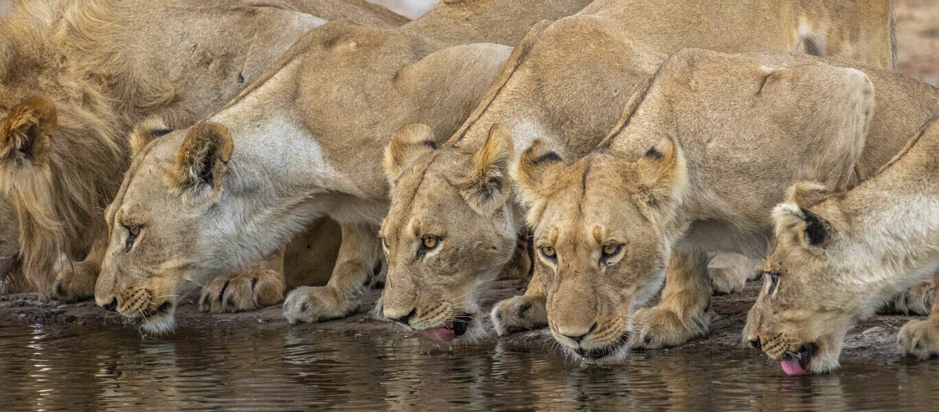 L’Afrique du Sud, les Chutes Victoria et le Botswana en petit groupe